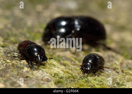 Comparison of Aphodius dung beetles. Aphodius depressus (left), A. fossor (centre) and A. haemorrhoidalis (right) Stock Photo