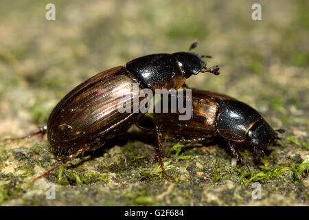 Aphodius prodromus and A. sphacelatus dung beetles. Comparison of insects in family Scarabaeidae with larger A. prodromus on top Stock Photo