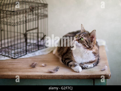 Cat looking for bird near cage with feathers on table Stock Photo