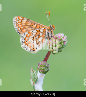 A marsh fritillary butterfly resting on a plant, at Strawberry Banks nature reserve in Gloucestershire, England.