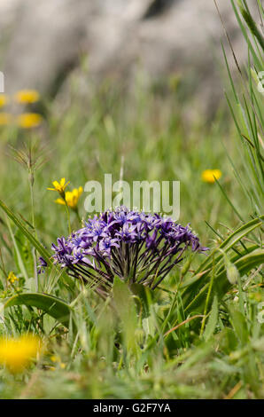 Peruvian Lily, Scilla peruviana in meadow in Andalusia, Spain. Stock Photo