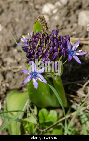 Peruvian Lily, Scilla peruviana in buds, meadow in Andalusia, Spain. Stock Photo