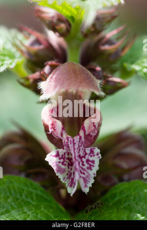 Macro close up of an individual flower of the ornamental dead nettle, Lamium orvala Stock Photo