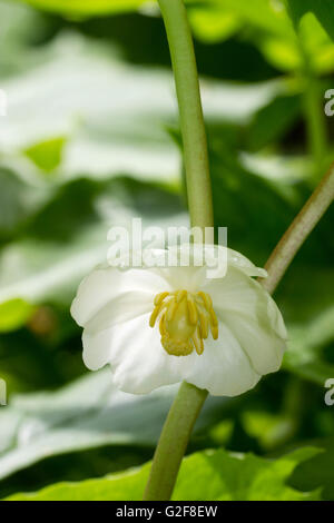 Single flowers of the mayapple, Podophyllum peltatum, are carried under the spreading foliage Stock Photo