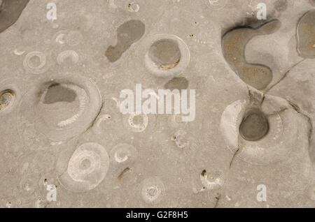 ammonite fossils on the 'Ammonite Pavement' beach at Lyme Regis, Dorset, UK. Stock Photo