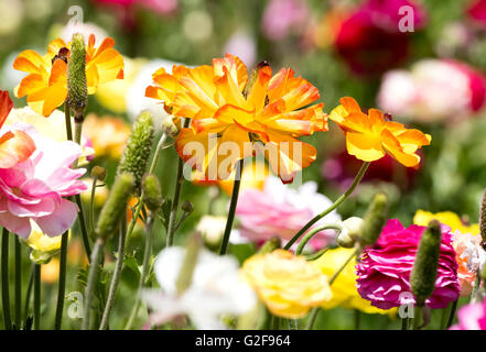 An orange and yellow ranunculus flower framed against a background of colorful buds and greenery. Stock Photo