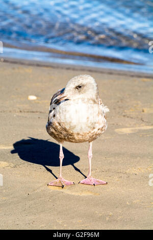 A young seagull stands near the edge of the ocean, soaking up the sunshine while resting. Stock Photo
