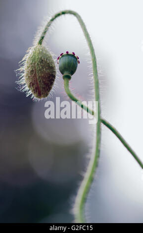 fine art graphic style close up poppy flower bud and seed capsule Stock Photo