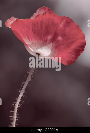 fine art single poppy papaver flower Stock Photo