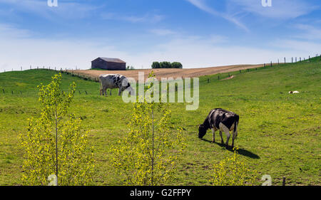 Holstein Friesians cattle breed in the pasture.  They are known as the world's highest-production dairy animals. Stock Photo