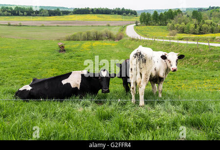 Holstein Friesians cattle breed in the pasture.  They are known as the world's highest-production dairy animals. Stock Photo