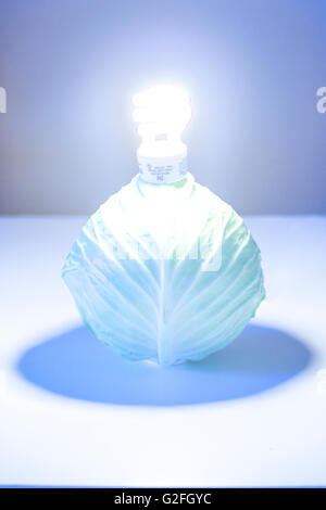 A compact fluorescent light bulb and a cabbage symbolizing renewable green energy Stock Photo