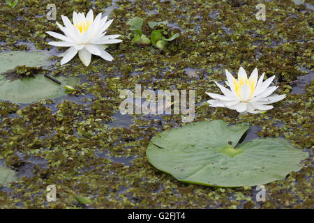 Water lilies growing in lake covered by Salvinia and patch of water hyacinth (Eichhornia crassipes), Louisiana Stock Photo