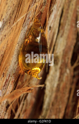 Drop of tree sap on bark Stock Photo