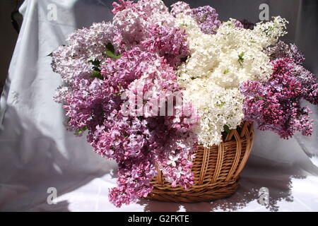 beautiful bouquet of garden lilac of different kinds into willow basket Stock Photo