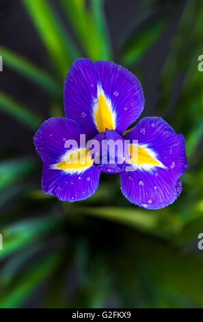 Iris flower with water droplets on petals - closeup Stock Photo