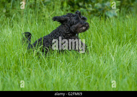 A happy healthy dog runs in long grass Stock Photo