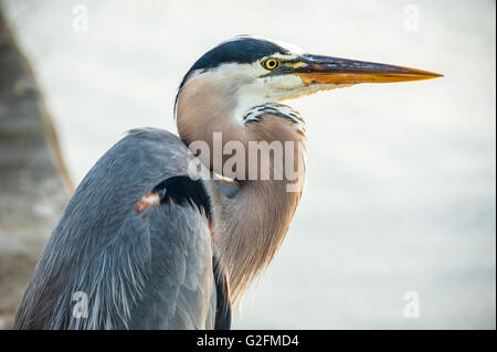 Great Blue Heron perched on a seawall along Matanzas Bay in St. Augustine, Florida, USA. Stock Photo