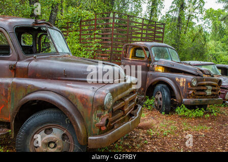 Old rusted abandoned cars and trucks in Crawfordville Florida Stock Photo