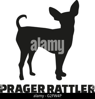 Prague ratter dog Stock Photo - Alamy