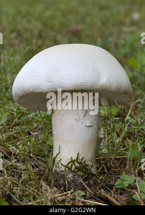 One Horse Meadow Mushroom in the Wild Stock Photo