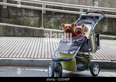 Two Small Dogs in Baby Stroller Stock Photo