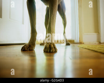 Dog's Legs Stock Photo