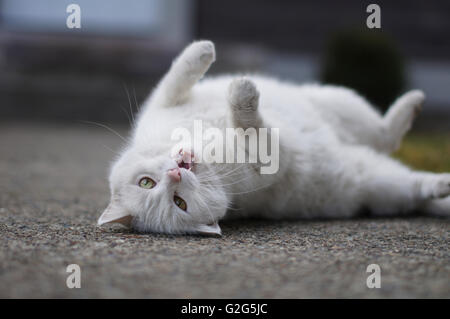 White Cat Laying Upside Down on Ground Stock Photo