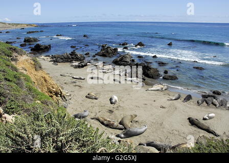 Elephant Seals at Piedras Blancas rookery near Cambria, California on California State Route 1 Stock Photo