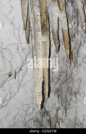 Dark colored stalactites amidst white cave wall in Ruakuri Cave, New Zealand Stock Photo