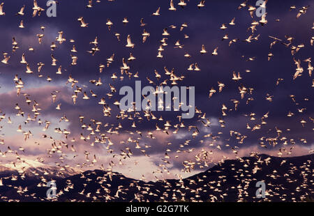 Seagulls flock on the South Island of New Zealand. (Larus sp.) Stock Photo