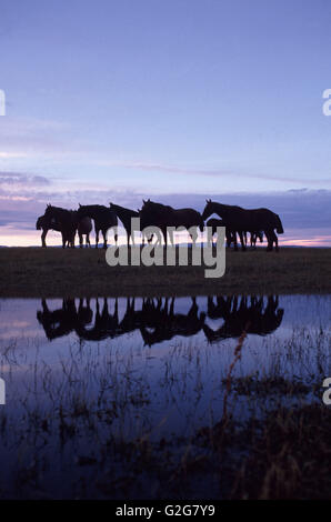 Wild horses pause by a lake in Patagonia, Argentina. Stock Photo