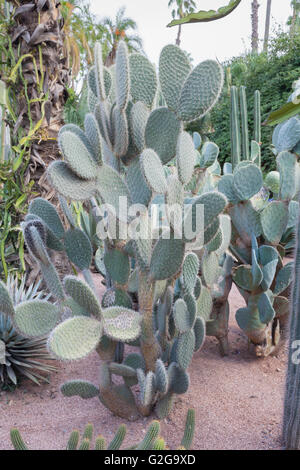 Opuntia pilifera Stock Photo