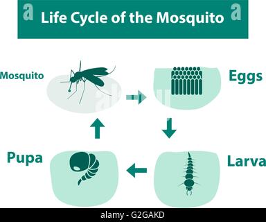 Life Cycle of the Mosquito in monochrome style, vector Stock Vector