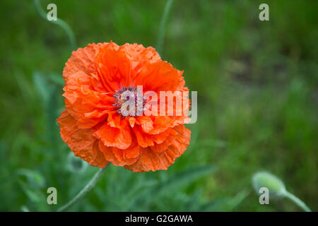 Summer background with big poppy flower Stock Photo