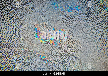 Polarized photomicrograph of Pinna shell Stock Photo