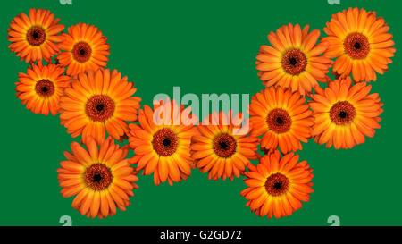 A 16 by 9 aspect ratio screen saver with colorful Gerbera flowers Stock Photo