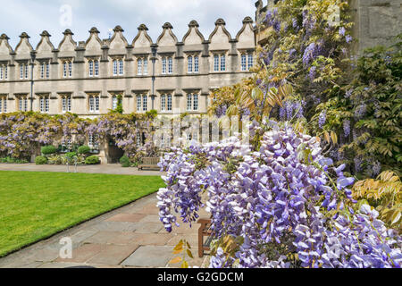 WISTERIA FLOWERS GROWING OVER A DOORWAY OF JESUS COLLEGE OXFORD Stock Photo