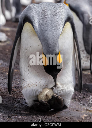 A King Penguin preens it feathers around an egg incubating on its feet