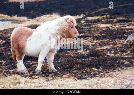 A young foal stood on an area of burnt grass after swaling on Dartmoor National Park Devon Uk Stock Photo