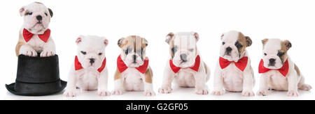 six english bulldog puppies wearing red bow ties on white background Stock Photo