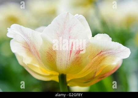 beautiful variegated white, red and yellow tulip Stock Photo