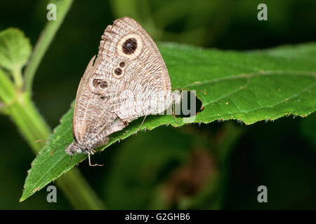 Macro photography close up showed a mating butterfly Stock Photo