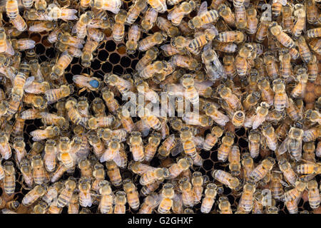 Italian queen honey bee with with blue dot and abdomen in cell as she lays eggs in brood frame, surrounded by worker bees. Stock Photo