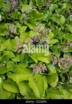 Large leafed Hardy perennial Trachystemon orientalis nown as Abraham Isaac Jacob ina shady border of a Bristol garden UK Stock Photo