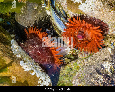 Beadlet anemones Actinia equina in low water tidal rock pool on the Gower peninsula in South Wales UK Stock Photo