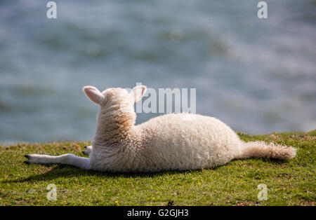 Lamb relaxing on a cliff edge and looking out to sea on the Gower peninsula South Wales UK Stock Photo