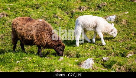 Jacob sheep ewe with white faced sheep lamb on a hillside in Wales UK Stock Photo