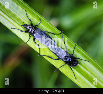 March or St Mark's flies or Love Bugs of the family Bibionidae mating on sedge leaf - Dorset UK Stock Photo