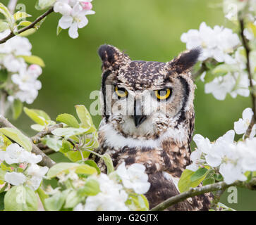 Long eared owl Asio otus posed amongst apple blossom in a Gloucestershire orchard - captive bird - UK Stock Photo